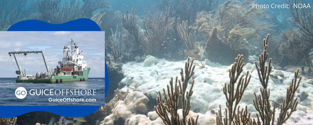 Get U.S. Marine Conservation Data With NOAA’s National Coral Reefs Monitoring Program's New Free Visualization Tool