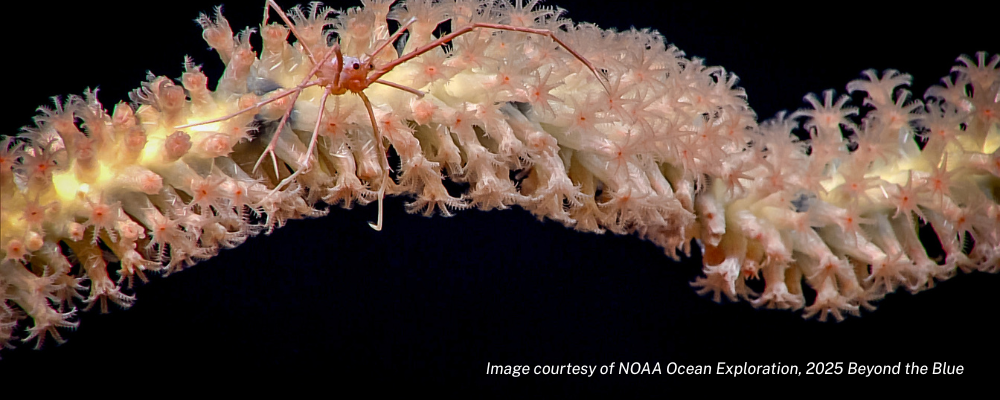 U.S. Coast Guard Explains How Mariners Can Help Slow the Spread of Deadly Coral Disease