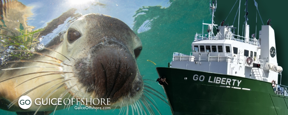 Celebrate NOAA Seal and Sea Lion Week March 23–27, 2026! 🦭