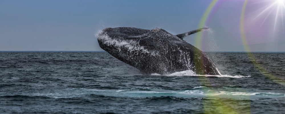 NOAA seeks information to support improvements to vessel speed regulations