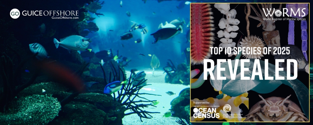 Ten Remarkable New Marine Species Documented In 2025 Ten Remarkable New Marine Species Documented In 2025