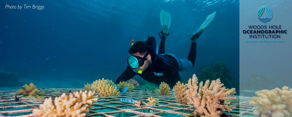 AJ Alik, a fisheries officer with the Marshall Islands Conservation Society, is partnering with WHOI researchers on coral restoration efforts in Majuro. (Photo by Tim Briggs) AJ Alik, a fisheries officer with the Marshall Islands Conservation Society, is partnering with WHOI researchers on coral restoration efforts in Majuro. (Photo by Tim Briggs)